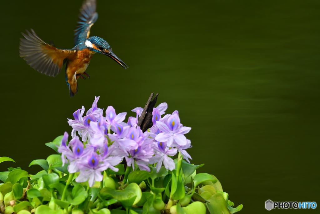 ホテイアオイとカワセミ