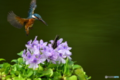 ホテイアオイとカワセミ