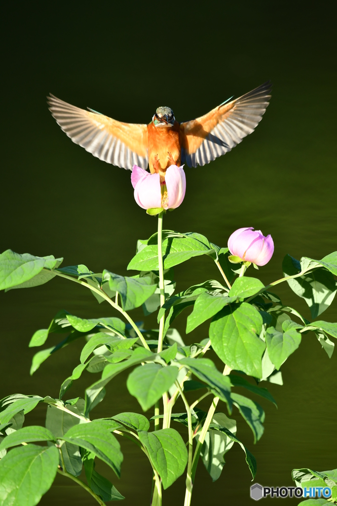 シャクヤクとカワセミ