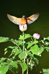 シャクヤクとカワセミ