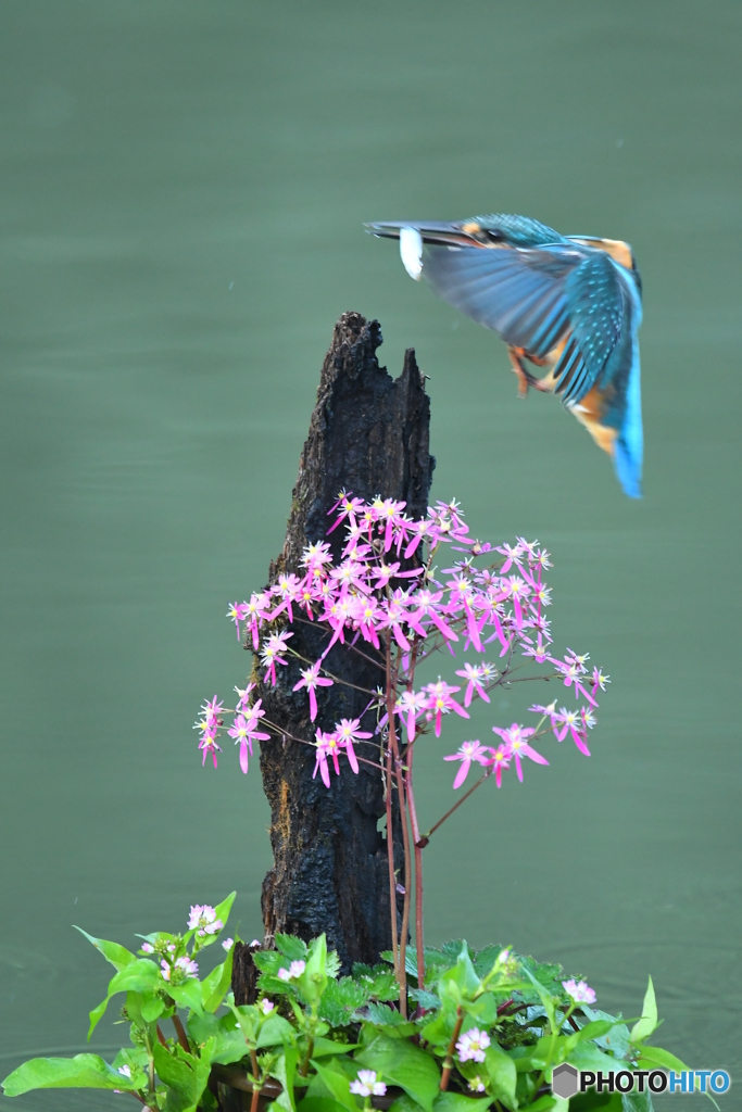 大文字草とカワセミ