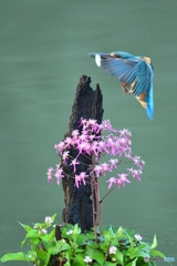 大文字草とカワセミ