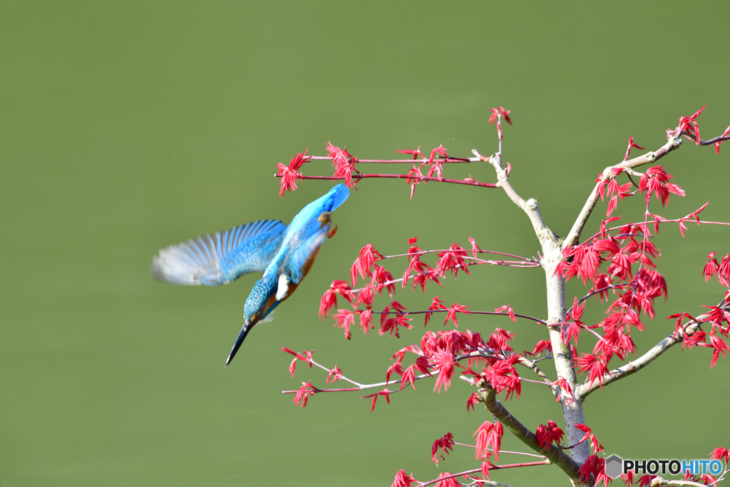 紅葉とカワセミ