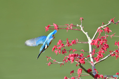 紅葉とカワセミ