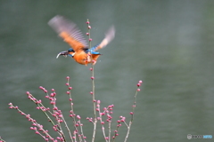 紅梅とカワセミ