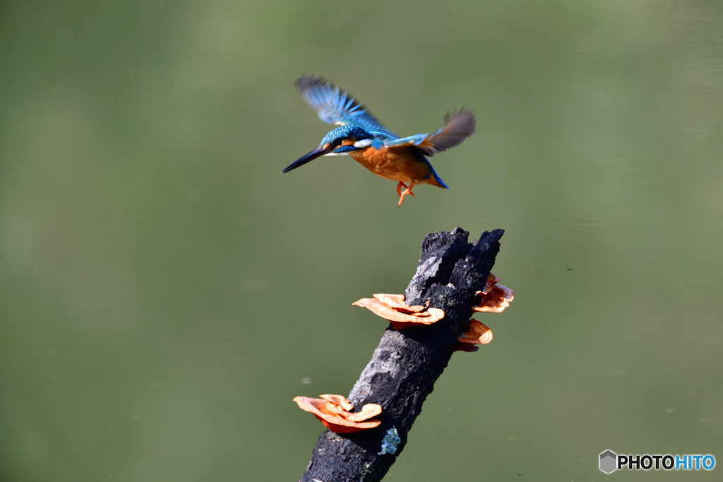キノコとカワセミ
