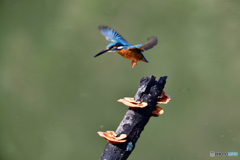 キノコとカワセミ