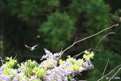 フジの花とオオルリ