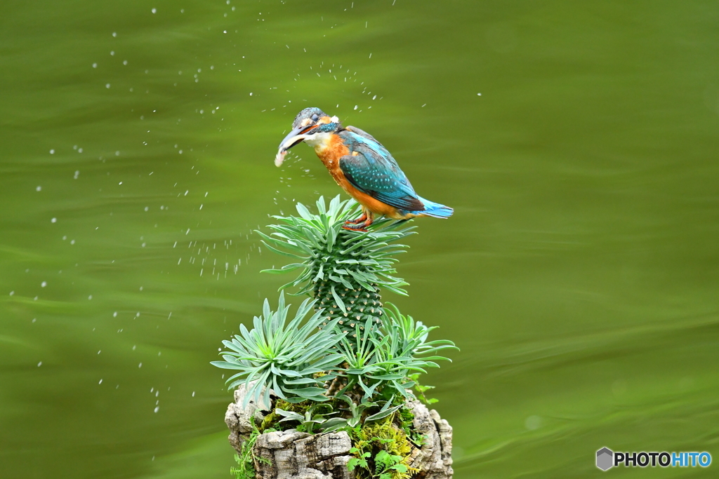 ソテツキリンとカワセミ