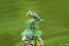 ソテツキリンとカワセミ