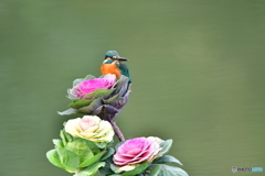 葉ボタンとカワセミ