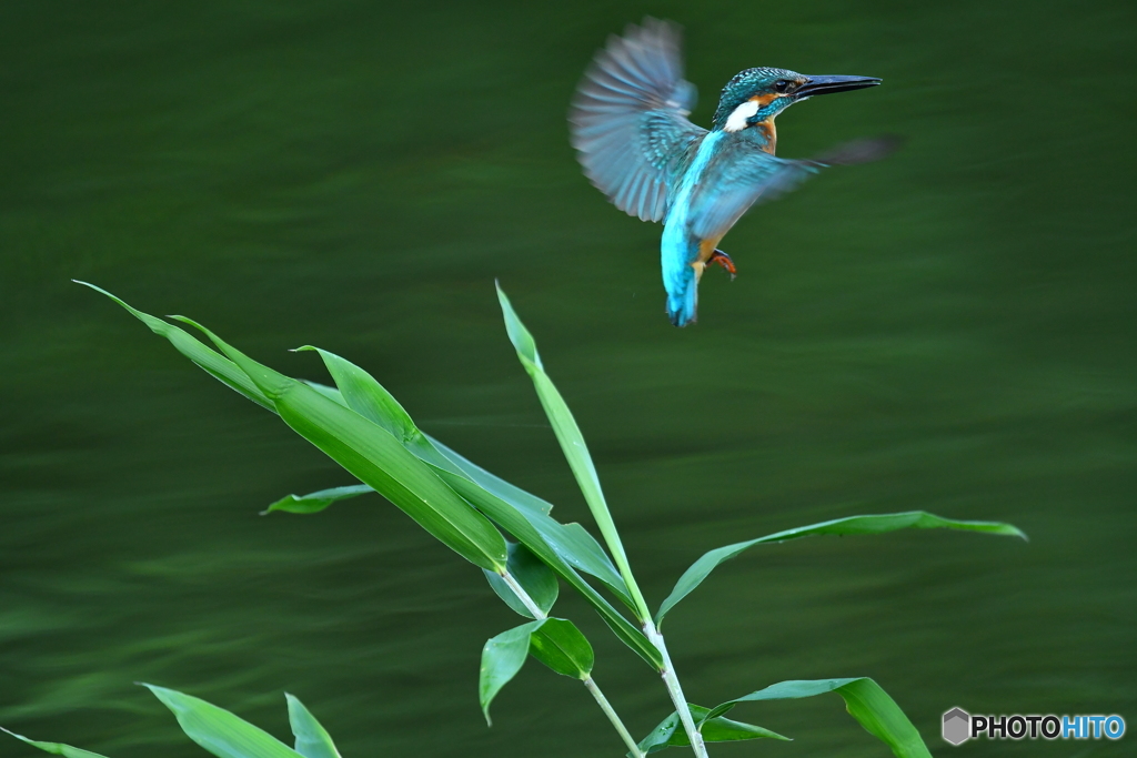 ササとカワセミ