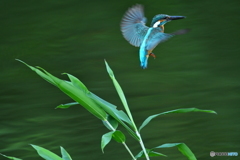 ササとカワセミ