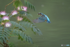 ネムノキとカワセミ