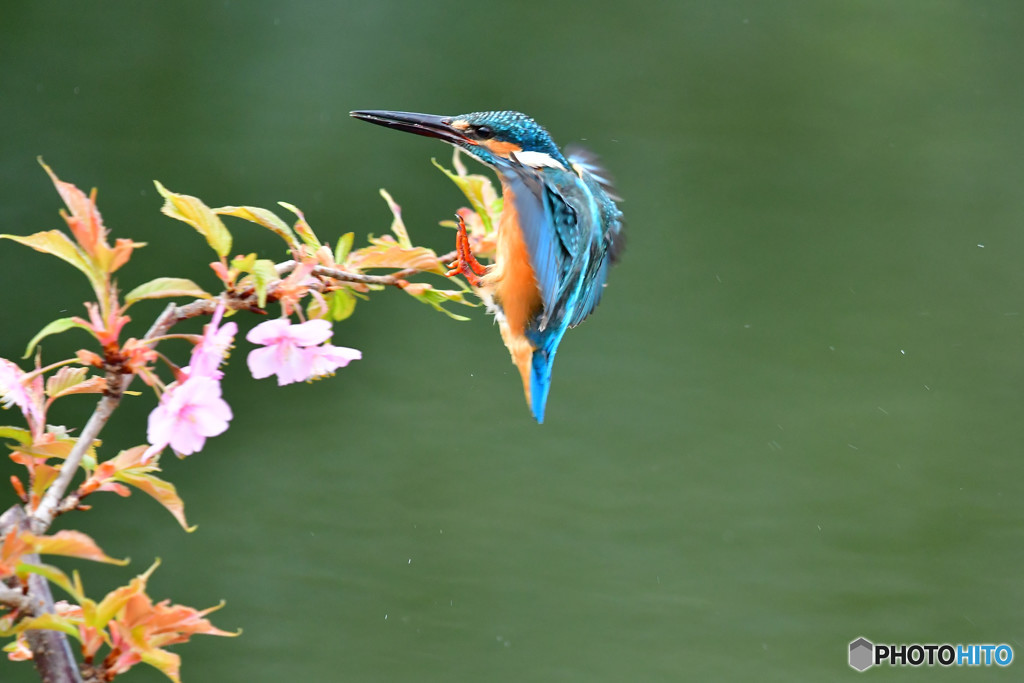 河津桜とカワセミ