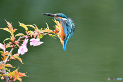 河津桜とカワセミ