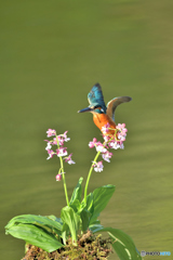 エビネランとカワセミ