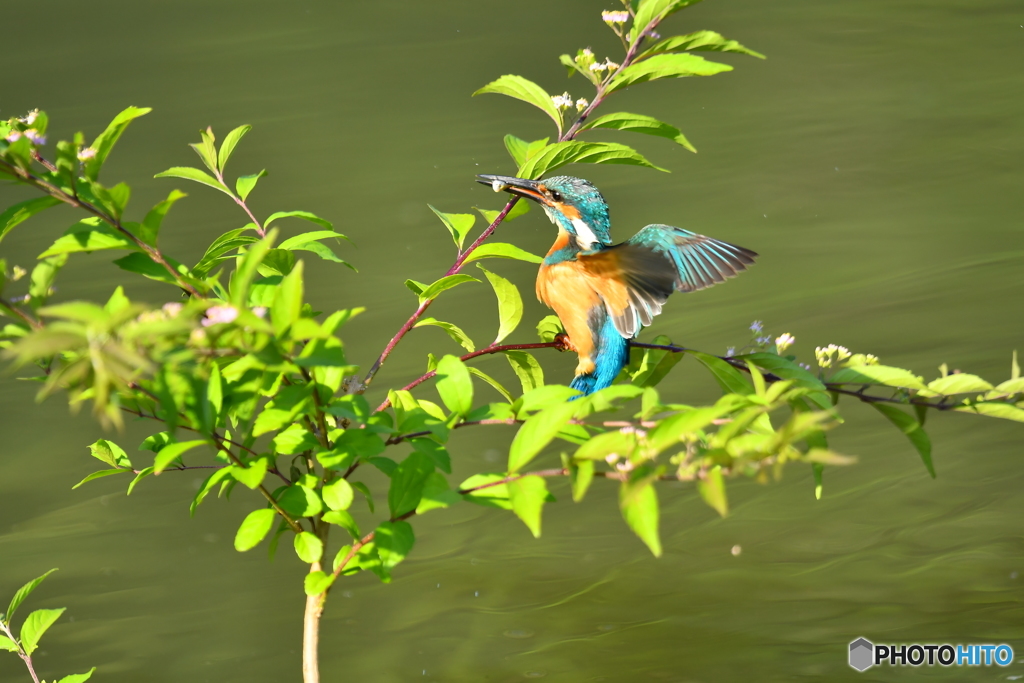 紫式部とカワセミ