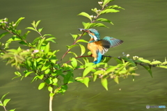 紫式部とカワセミ