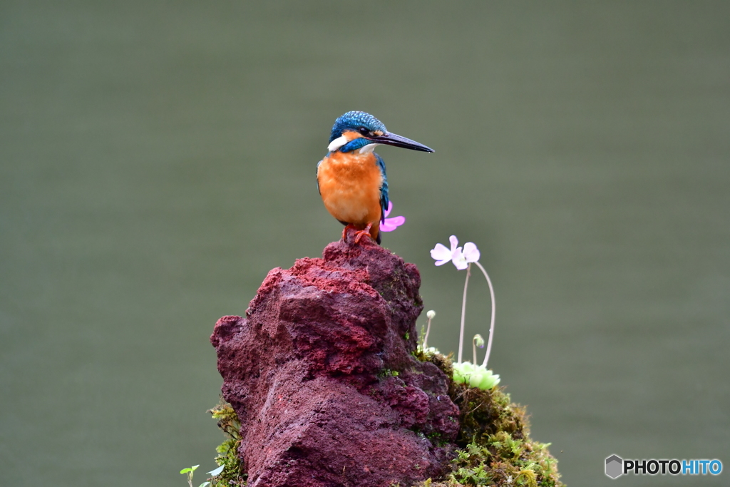 虫取スミレとカワセミ