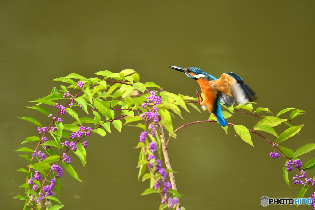 紫式部とカワセミ