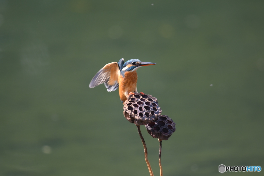 ハスの実とカワセミ