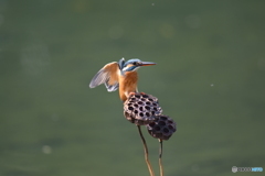 ハスの実とカワセミ