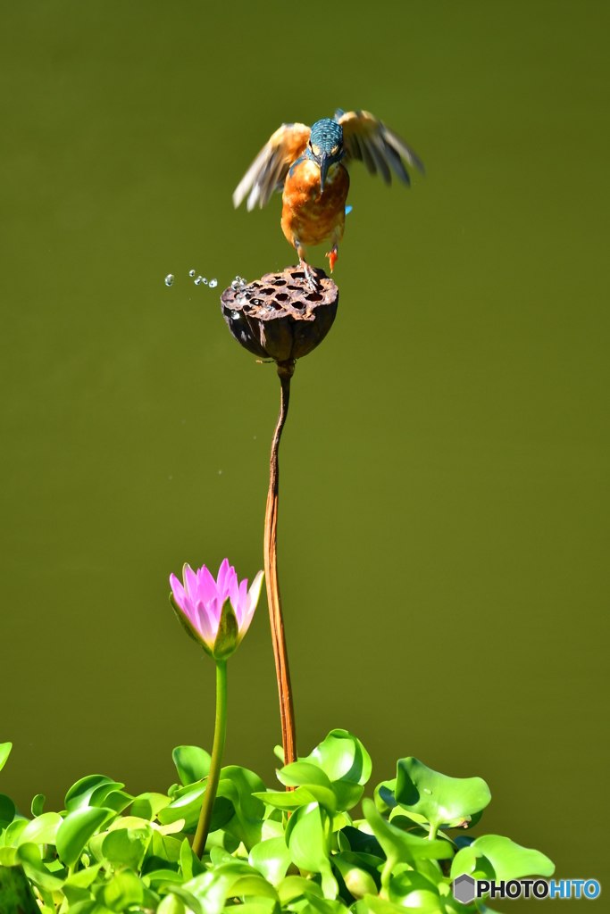 ハスの実とカワセミ