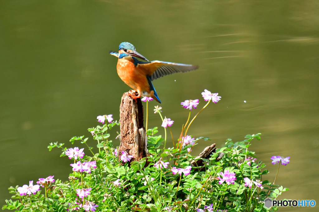 レンゲソウとカワセミ