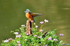 レンゲソウとカワセミ