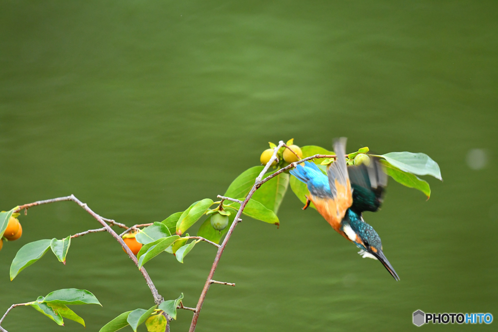 マメガキとカワセミ