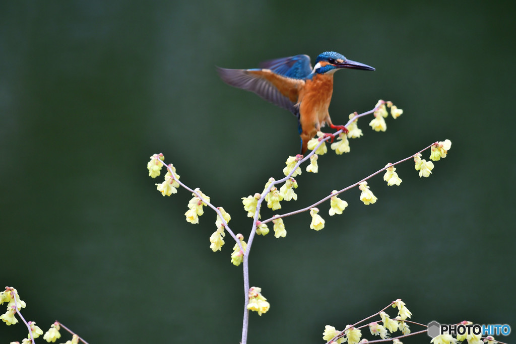 日向ミズキとカワセミ