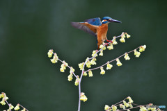 日向ミズキとカワセミ