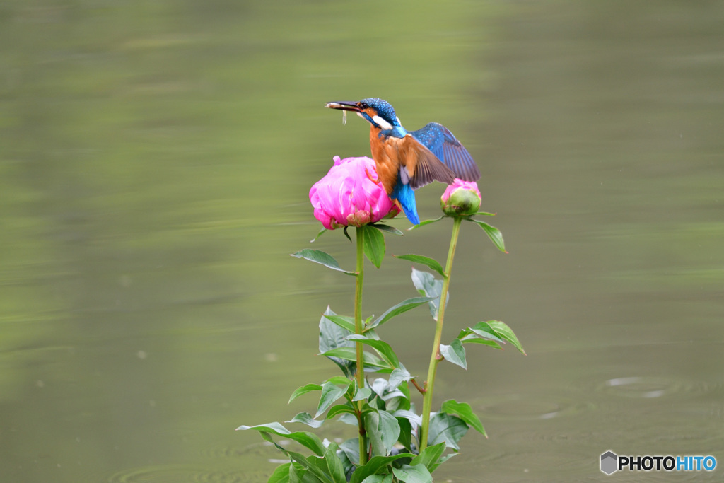 シャクヤクとカワセミ
