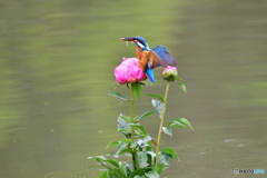 シャクヤクとカワセミ