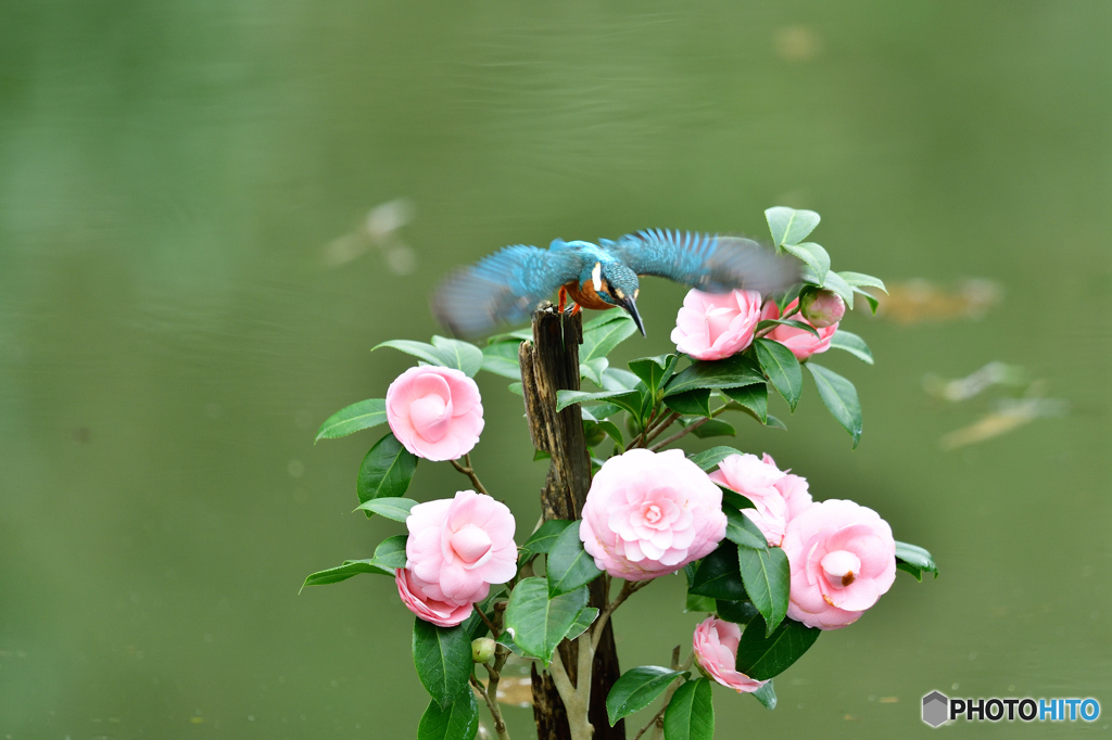 ツバキとカワセミ