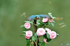 ツバキとカワセミ