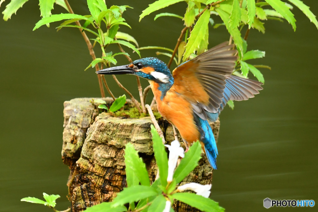 シシンランとカワセミ