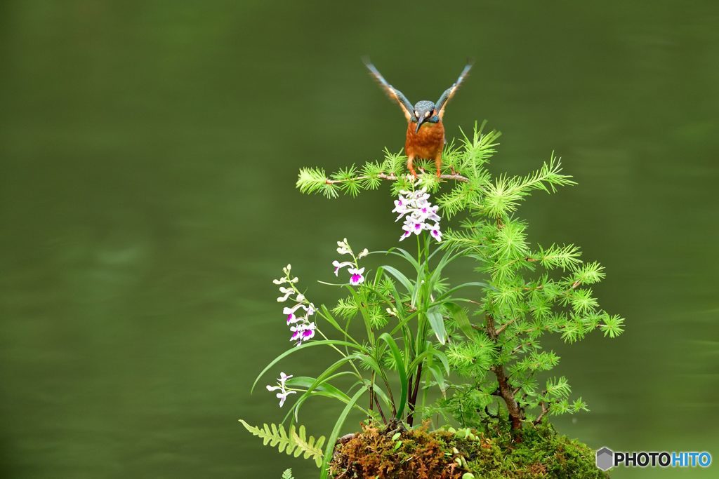 カラ松とカワセミ