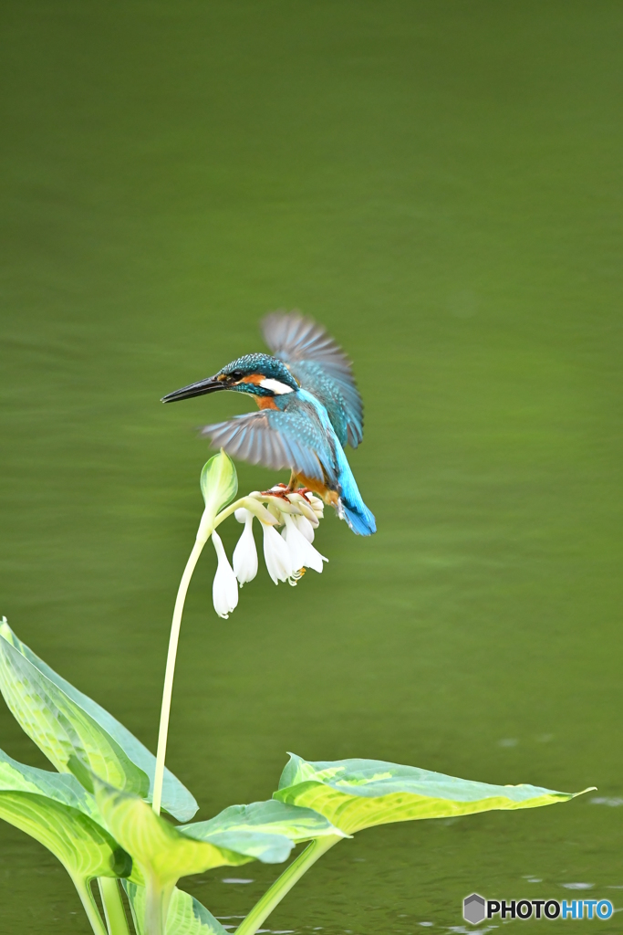 ギボシとカワセミ