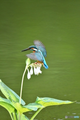 ギボシとカワセミ