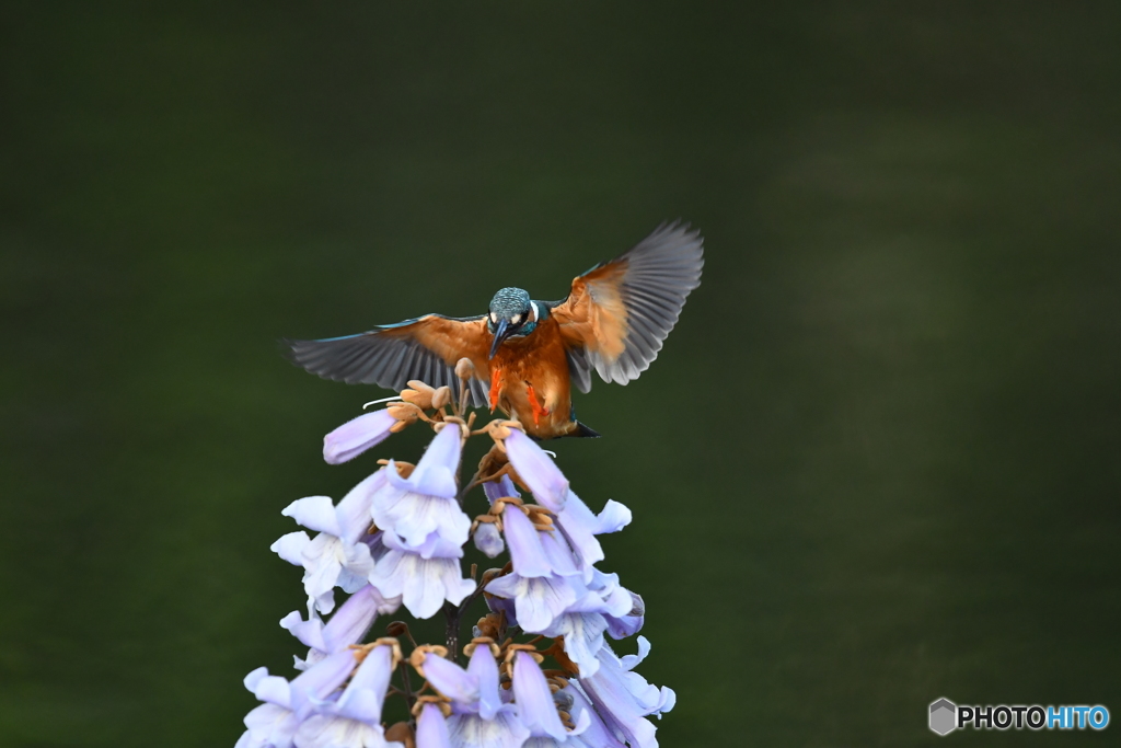 キリの花とカワセミ