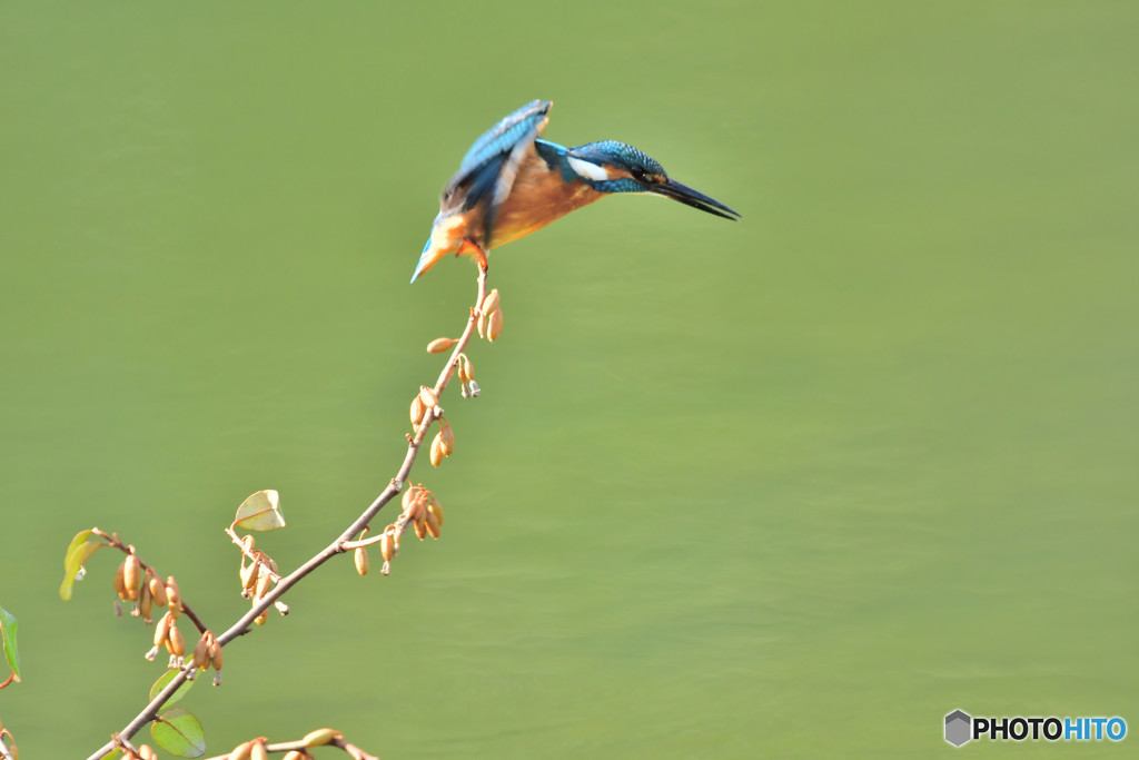 グミとカワセミ