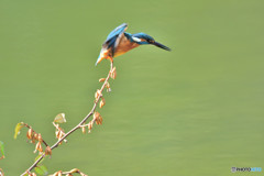 グミとカワセミ