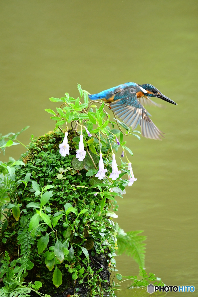 シシンランとカワセミ