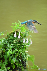 シシンランとカワセミ