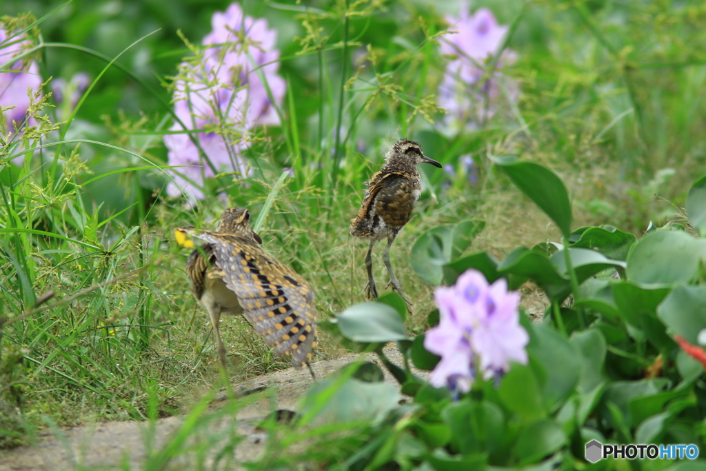 雛の飛びあがり