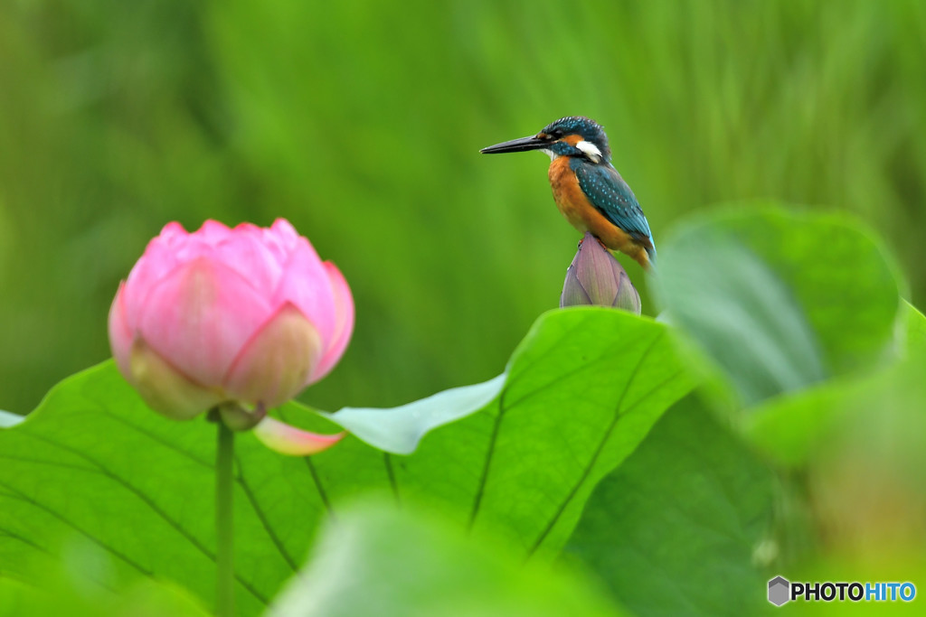 ハスとカワセミ