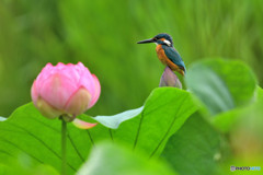 ハスとカワセミ