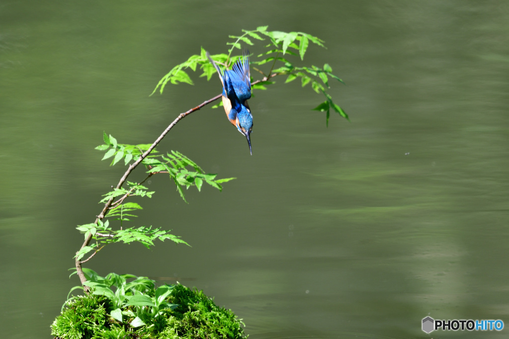 ハゼノキとカワセミ